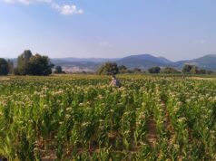 Batı Trakya Ekonomik Durum…