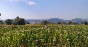 Batı Trakya Ekonomik Durum…